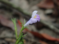 Bonnaya ruelloides