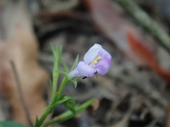 Bonnaya ruelloides