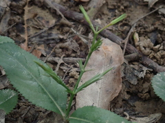Bonnaya ruelloides