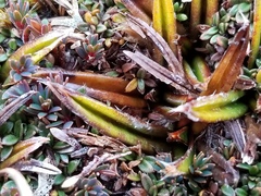 Astelia linearis