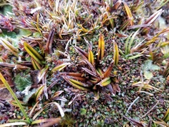 Astelia linearis