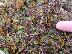 Astelia linearis
