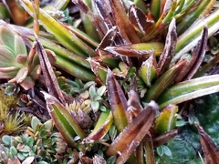 Astelia linearis