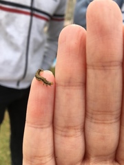 Lepidoptera