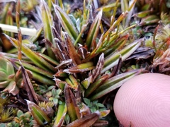 Astelia linearis