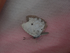 Megisba malaya sikkima