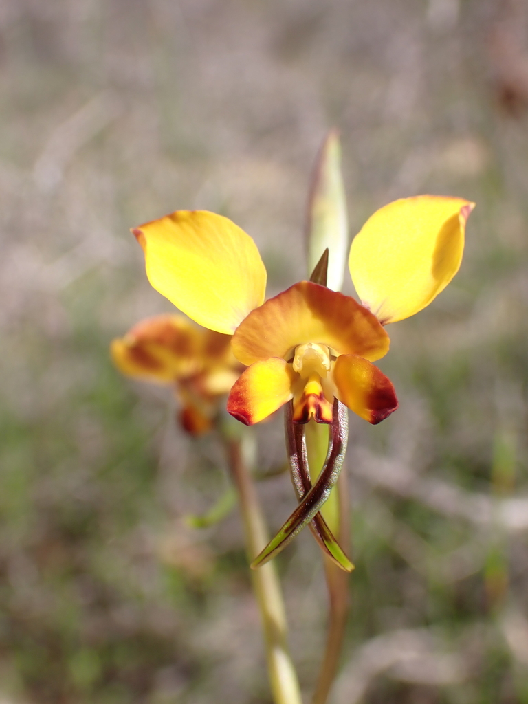 Diuris perialla