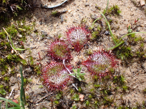 Drosera orbiculata