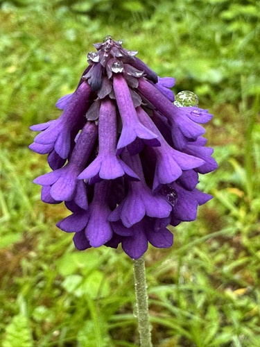 Primula deflexa