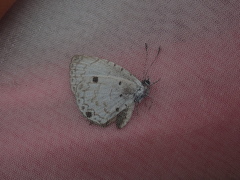 Megisba malaya sikkima