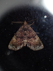 Metalectra richardsi