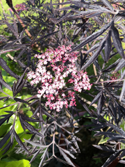 Sambucus nigra