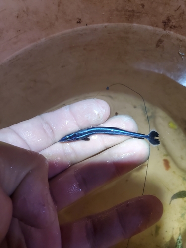 Louse fish (Phtheirichthys lineatus) — Echeneidae — 2