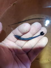 Slender Suckerfish photo 4