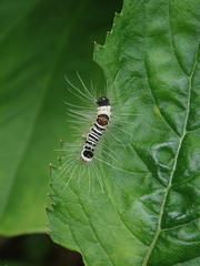 Euproctis kanshireia