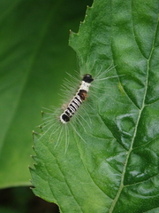 Euproctis kanshireia