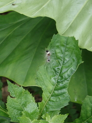 Euproctis kanshireia