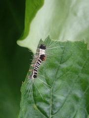 Euproctis kanshireia