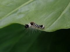 Euproctis kanshireia