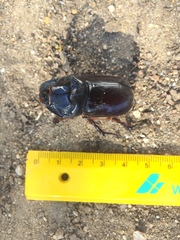 Oryctes nasicornis grypus