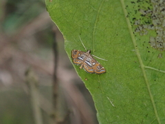 Paracymoriza cataclystalis