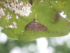 Paracymoriza cataclystalis
