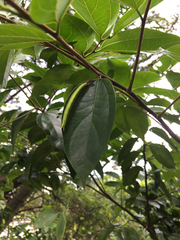 Rohana parisatis staurakius