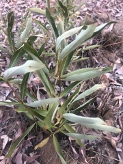 Fadogia homblei
