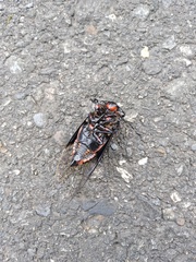 Cryptotympana holsti