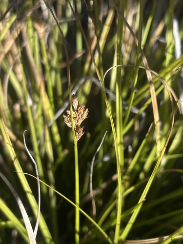 Carex subfusca observed 2024-07-29