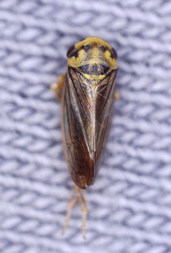 Leafhopper