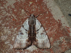 Catocala andromedae