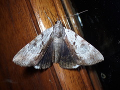 Catocala andromedae