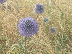 Echinops adenocaulos