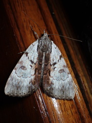 Catocala andromedae