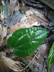 Piperales