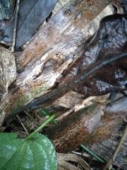 Piperales