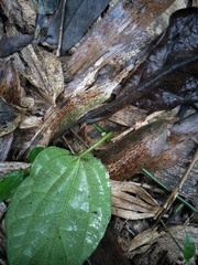 Piperales