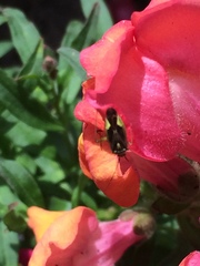 Closterotomus