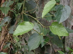 Piper taiwanense