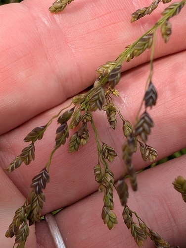 limp mannagrass (Glyceria laxa)