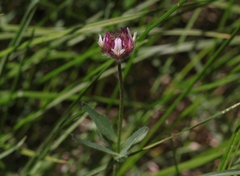 Trifolium longipes