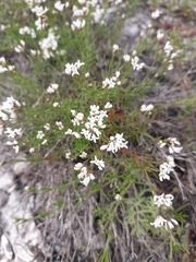Asperula tephrocarpa