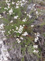 Asperula tephrocarpa