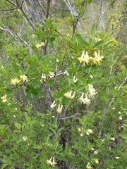 Lonicera microphylla
