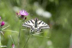 Papilio alexanor