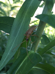 Centrodera