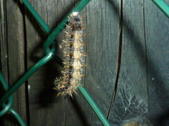 Nymphalis polychloros