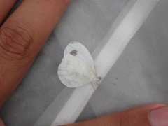 Leptosia nina niobe