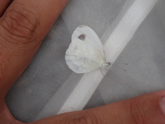 Leptosia nina niobe